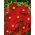 Stolt kavaler Sensation - lavtvoksende variant - rød - frø (Cosmos bipinnatus)