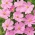 Divplūksnu kosmeja 'Sensation' - rozā - zemā šķirne - sēklas (Cosmos bipinnatus)