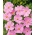 Rosenskära 'Sensation' - rosa - lågväxande sort - frön (Cosmos bipinnatus)