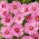 Rosenskära 'Sensation' - rosa med fläck - lågväxande sort - frön (Cosmos bipinnatus)