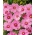 Rosenskära 'Sensation' - rosa med fläck - lågväxande sort - frön (Cosmos bipinnatus)
