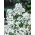 Tarhaillakko - valkoinen - siemenet (Hesperis matronalis)