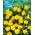 Nachtschone - geel - zaden (Mirabilis)