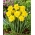 Narcizas - Yellow Dream - 5 gėlių svogūnėlių