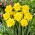 Narcis - Yellow Dream - 5 květinových cibulek