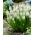Grape Hyacinth - White Pearl - 5 pcs