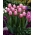 Tulipán - Ollioules - 5 květinových cibulek