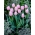 Tulipano - Light Pink - 5 pz
