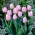 Tulipán - Light Pink - 5 květinových cibulek