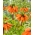 Karaliskā fritilārija - Fritillaria - Orange Beauty