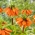 Φριτιλλάρια η Αυτοκρατορική (Fritillaria imperialis) 'Orange Beauty'
