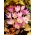 Crocus de otoño - Colchicum giganteum