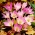 Rudens vēlziede - Colchicum giganteum