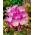 Autumn Crocus - Colchicum speciosum - Large Pack! - 10 pcs