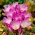 Autumn Crocus - Colchicum speciosum - GIGA Pack! - 50 pcs