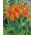 Lelijažiedė tulpė - Orange - 5 gėlių svogūnėlių