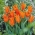 Лале - 'Lilyflowering Orange' - 5 бр