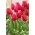 Tulpė - Burgundy Lace - 5 gėlių svogūnėlių
