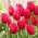 Tulipan "Burgundy Lace" - 5 čebulic