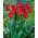 Tulpan - Lilyflowering Red - 5 st