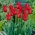 Tulpan - Lilyflowering Red - 5 st