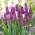 Tulpan - Lilyflowering Purple - 5 st