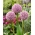 Dekoratīvais sīpols - Allium - Lucky Balloons