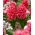 Rytinis hiacintas - Red Glory - 3 gėlių svogūnai