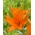 Asiatic Lily - Orange Ton - Giga pack - 50 db.