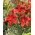 Asiatic Lily - Red County - Large Pack! - 10 pcs.