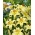 Dwarf Oriental Lily - Gold Fever - GIGA Pack! - 50 pcs.