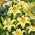 Dwarf Oriental Lily - Gold Fever - Large Pack! - 10 pcs.