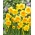 Narcizas - Slice of Life - 5 gėlių svogūnėlių