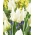 Tulpė - Agrass Parrot - 5 gėlių svogūnėlių
