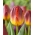 Tulipán - Amberglow - Nagy csomag - 50 db