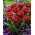 Tulipán - Cranberry Thistle - Giga csomag - 250 db