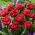 Tulpe - Cranberry Thistle - 5 sīpoli
