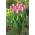 Tulpė - Early Surprise - 5 gėlių svogūnėlių