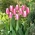 Tulipan "Early Surprise" - 5 čebulic