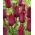 Tulipán - Merlot - 5 květinových cibulek