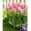 Tulipán - Mystic Van Eijk - 5 květinových cibulek