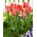 Tulipán - Orange Van Eijk - 5 květinových cibulek