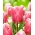 Tulipán - Pink Jimmy - 5 květinových cibulek