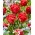 Tulipano - Red Foxtrot - 5 pz