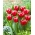 Tulipan "Vampire" - 5 čebulic