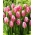 Tulipan "Bojangles" - 5 čebulic