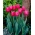 Tulipán - Carola - 5 květinových cibulek