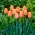 Tulipan "Dordogne" - 5 čebulic