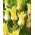 Tulipán - Florijn Chic - 5 květinových cibulek