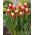 Tulipán - Roman Empire - 5 květinových cibulek